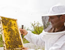 Services for Beekeepers